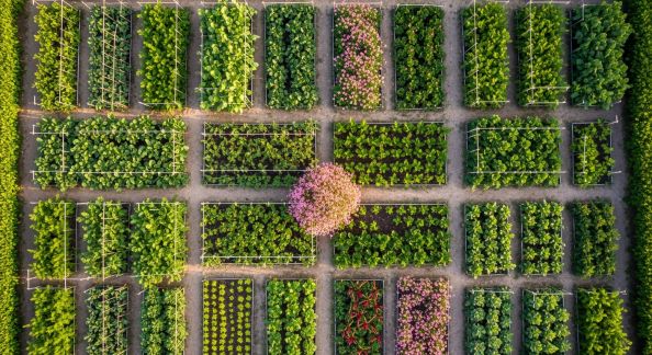 Comment organiser la rotation des cultures au potager
